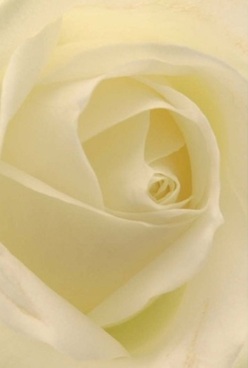 This close-up reveals the tranquil spirit of a single rose, a hallmark of refined beauty cherished in Kensal Green's vibrant community. Each ivory petal gently unfurls, its edges feather-soft and tinged with hints of cream and the faintest blush of lemon, reminiscent of morning light filtering through the leafy avenues by Kensal Rise. Light caresses each layer, creating a soft interplay of luminosity and shadow, and the tranquil mood is palpable-the kind that envelops heartfelt occasions from anniversaries to quiet evenings spent in reflection. The velvet petals seem to invite a gentle touch, almost whispering of their delicate fragrance that fills the air of a local home after fresh delivery. The rose's perfectly spiralled core hints at resilience and grace-a central motif in this timeless neighborhood. The artistry is unmistakable: every petal, every fold, showcases the care and mastery of a florist devoted to their craft. Let this arrangement serve as a tribute to enduring love, cherished memories, or compassionate sympathy-a true symbol of thoughtful floral design, perfect for delivery across Kensal Green.